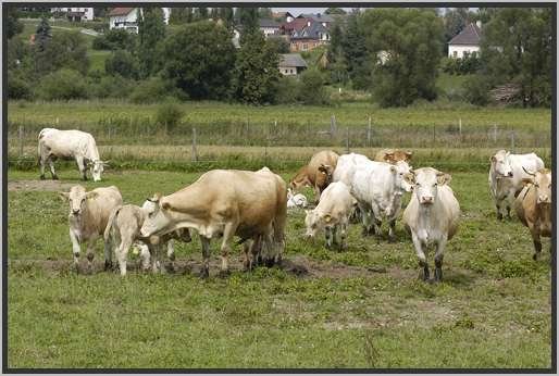 waldviertlerblondviehmutterkuhhaltungweide9.jpg