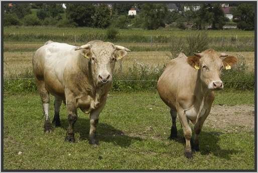 waldviertlerblondviehmutterkuhhaltungzuchtstierweide.jpg