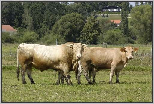 waldviertlerblondviehmutterkuhhaltungzuchtstierweide10.jpg