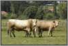 waldviertlerblondviehmutterkuhhaltungzuchtstierweide10_small.jpg