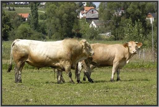 waldviertlerblondviehmutterkuhhaltungzuchtstierweide11.jpg