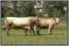 waldviertlerblondviehmutterkuhhaltungzuchtstierweide11_small.jpg
