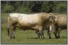 waldviertlerblondviehmutterkuhhaltungzuchtstierweide13_small.jpg