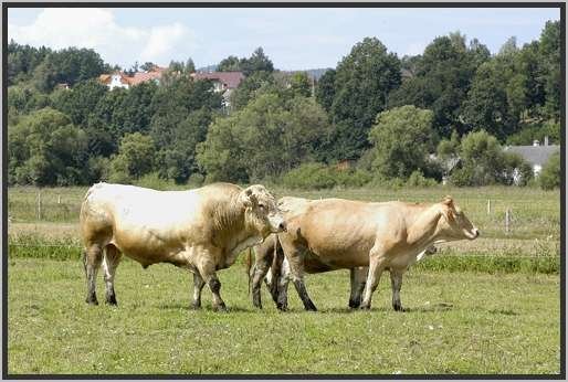 waldviertlerblondviehmutterkuhhaltungzuchtstierweide14.jpg