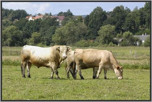 waldviertlerblondviehmutterkuhhaltungzuchtstierweide15.jpg