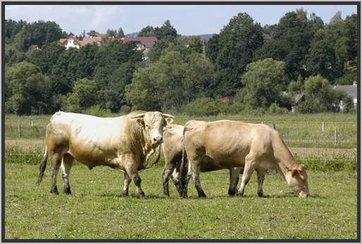 waldviertlerblondviehmutterkuhhaltungzuchtstierweide16.jpg
