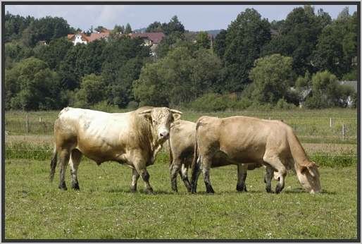 waldviertlerblondviehmutterkuhhaltungzuchtstierweide17.jpg