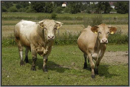 waldviertlerblondviehmutterkuhhaltungzuchtstierweide2.jpg