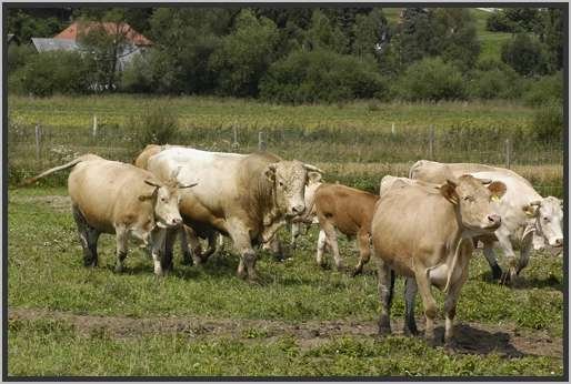 waldviertlerblondviehmutterkuhhaltungzuchtstierweide4.jpg