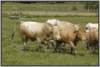 waldviertlerblondviehmutterkuhhaltungzuchtstierweide7_small.jpg