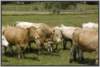 waldviertlerblondviehmutterkuhhaltungzuchtstierweide8_small.jpg