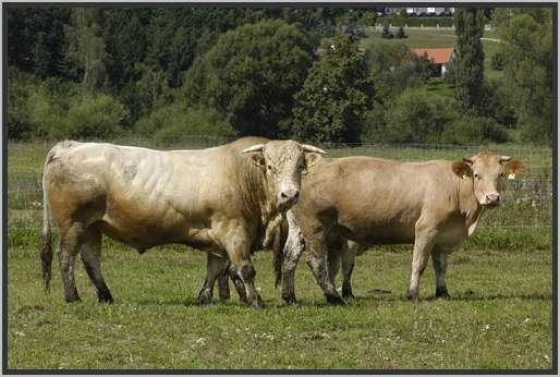 waldviertlerblondviehmutterkuhhaltungzuchtstierweide9.jpg