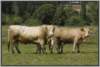 waldviertlerblondviehmutterkuhhaltungzuchtstierweide9_small.jpg