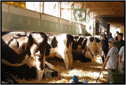 rinderschauholsteinfriesian.jpg