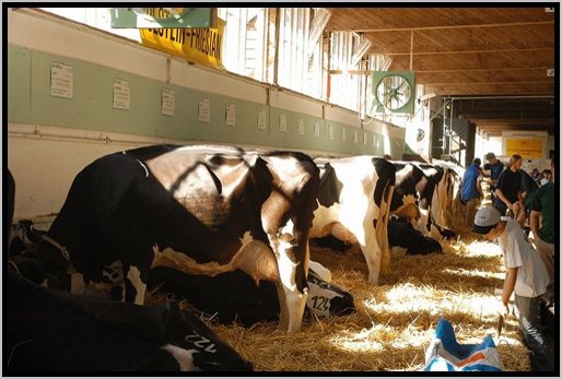 rinderschauholsteinfriesian2.jpg