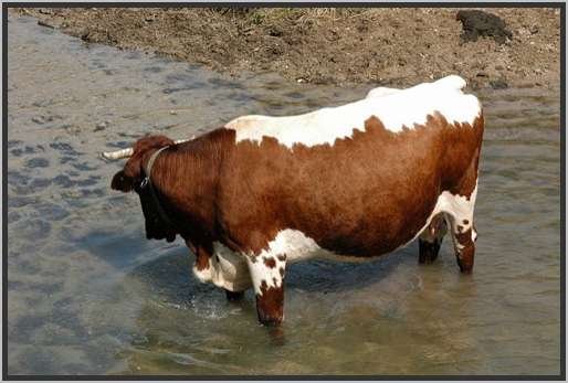 trinkenfreiewasseroberflche2.jpg