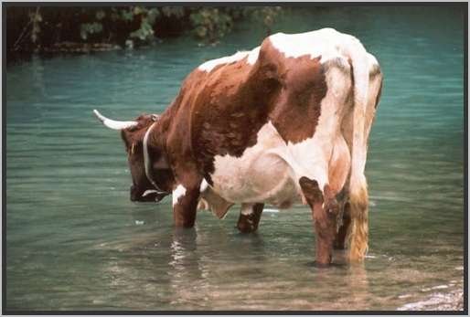 trinkenfreiewasseroberflche3.jpg
