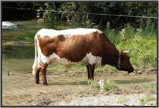 trinkenfreiewasseroberflche5.jpg