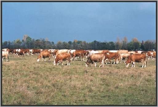 weidenderinder29.jpg