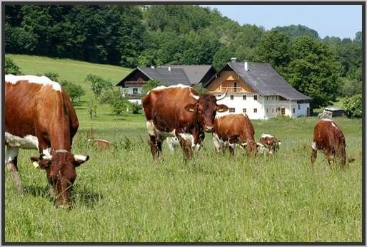 weidenderinder3.jpg