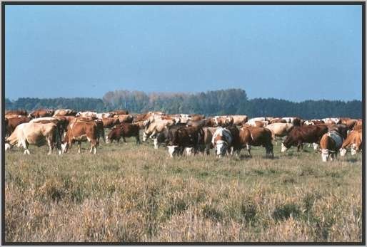 weidenderinder32.jpg