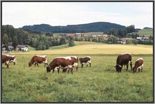 rinderherdesozialverbandpinzgauer16.jpg
