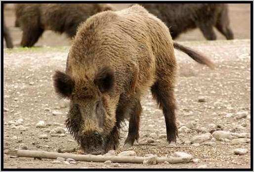 keilerwildschweinfutteraufnahmeftterung3.jpg
