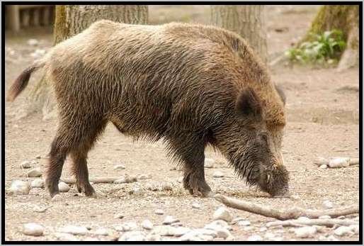 keilerwildschweinfutteraufnahmeftterung4.jpg