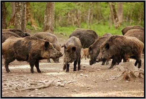 rottekeilersozialverhaltenwildschwein.jpg