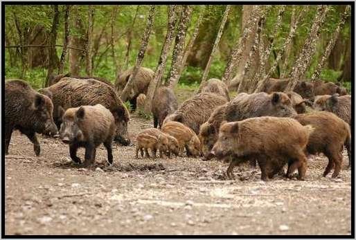 rottewildschweinfutteraufnahme.jpg