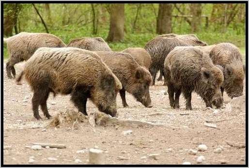 rottewildschweinfutteraufnahme3.jpg