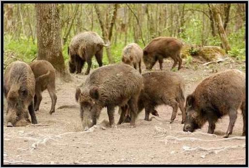 rottewildschweinfutteraufnahme5.jpg