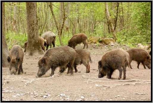 rottewildschweinfutteraufnahme6.jpg