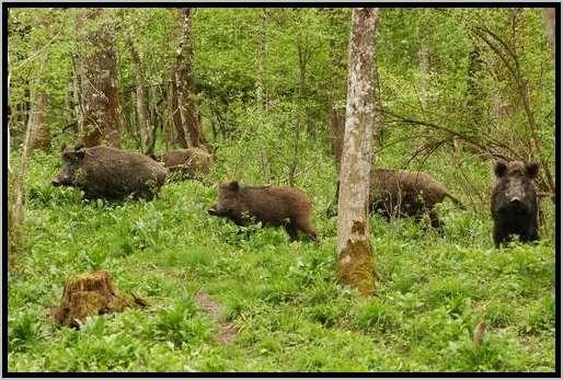 rottewildschweinwaldschutz.jpg