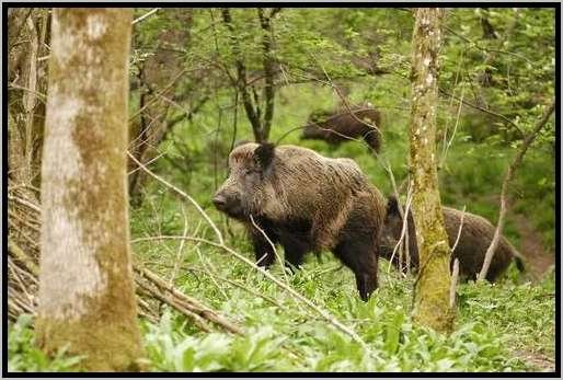 rottewildschweinwaldschutz3.jpg