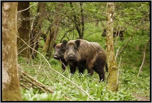 rottewildschweinwaldschutz4.jpg
