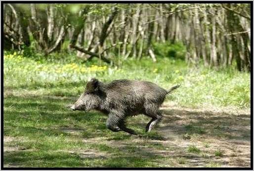 wildschweinlokomotion3.jpg