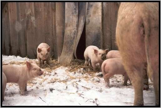 ferkelabferkelhttewinter2.jpg