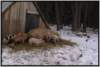 ferkelfhrendesauabferkelhttewinter13_small.jpg