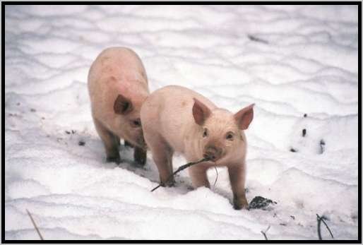 ferkelimschnee2.jpg