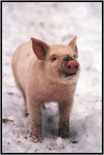 ferkelimschnee3.jpg