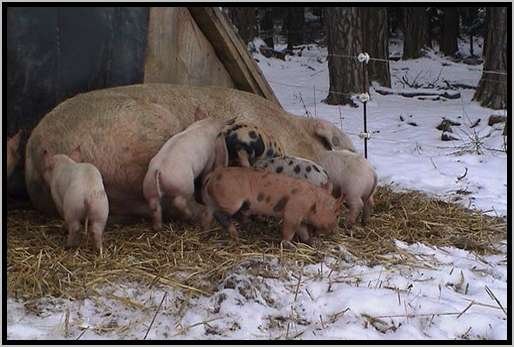 sugenabferkelhttewinter6.jpg