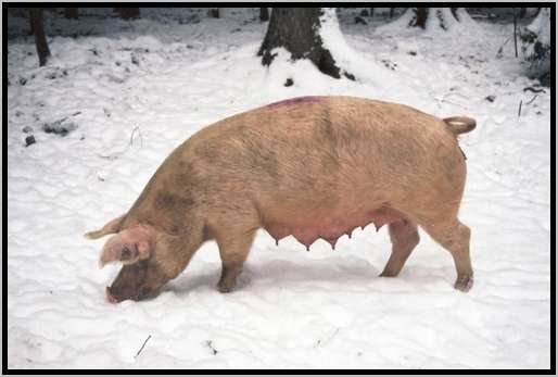 erkundungschneeedelschwein2.jpg