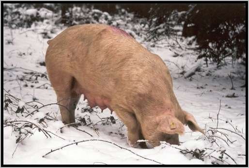 erkundungschneeedelschwein4.jpg
