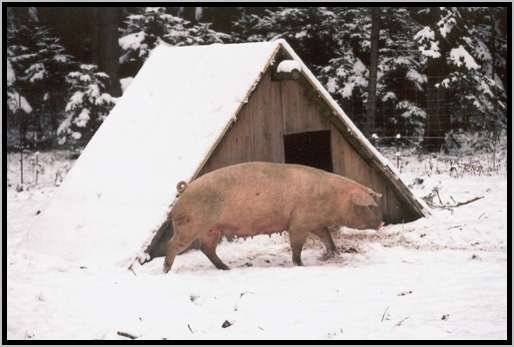 sauabferkelhtteaformwinter.jpg