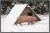 sauabferkelhtteaformwinter_small.jpg