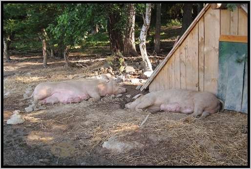 saueneinzelabferkelhttenausholzruhen.jpg