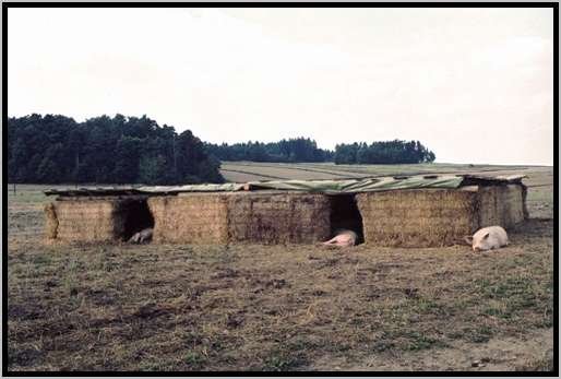 sauengruppenhaltungschlafhttenausstrohballen.jpg