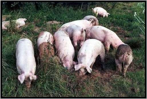 ekundungmastschweinefreilandwaldrandzone10.jpg
