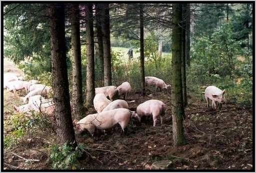 ekundungmastschweinefreilandwaldrandzone11.jpg
